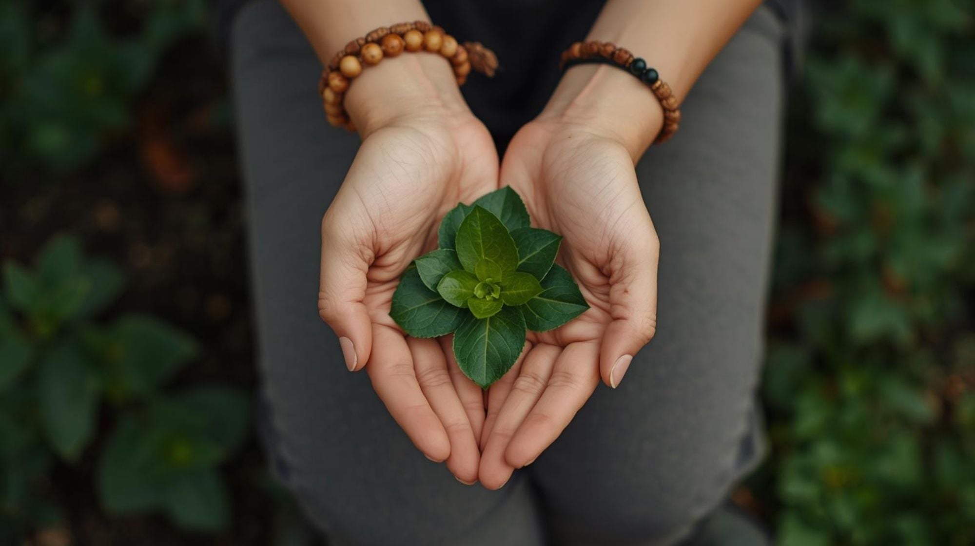 Hands holding a small green plant